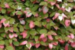 Actinidia kolomikta Kiwi sibiřské, v 40, RK 2 - Obrázek 2
