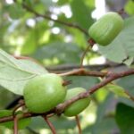 Actinidia kolomikta Kiwi sibiřské, v 40, RK 2