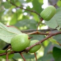 Actinidia kolomikta Kiwi sibiřské, v 40, RK 2