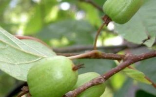 Actinidia kolomikta Kiwi sibiřské, v 40, RK 2