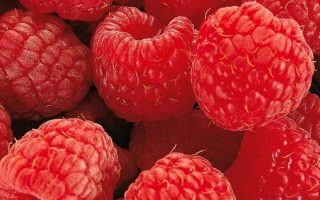 Rubus ideaus 'Tulameen' – velkoplodý