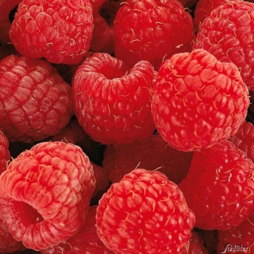 Rubus ideaus 'Tulameen' – velkoplodý - Obrázek 1