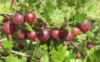 Angrešt Krasnoslav Janský 60KM