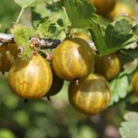 Angrešt žlutý ´Lady Sun´ Ribes uva–crispa, 30–40 RP 2 L