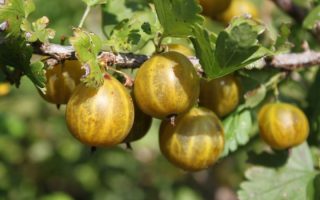 Angrešt žlutý ´Lady Sun´ Ribes uva–crispa, 30–40 RP 2 L