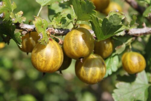 Angrešt žlutý ´Lady Sun´ Ribes uva–crispa, 30–40 RP 2 L - Obrázek 1