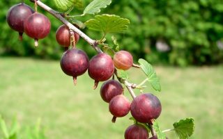 Angrešt červený 'Captivator'