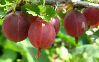 Angrešt červený Martlet 60KM