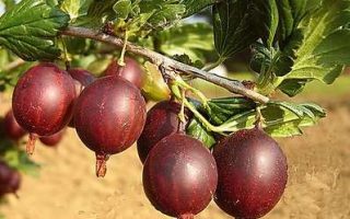 Angrešt červený Worchester 60KM