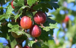 Angrešt červený beztrnný 'Spinefree'