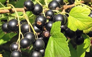 Rybíz černý Triton 60KM