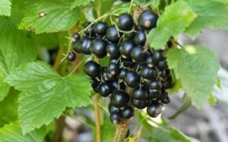 Rybíz černý Tsema 40–60