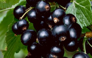 Rybíz černý Viola 60KM