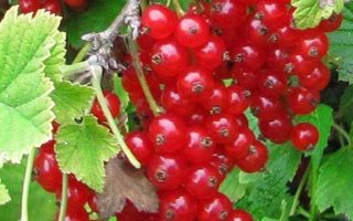 Rybíz červený Kozolupský ranný 60KM