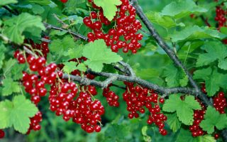 Rybíz červený Vitan 60KM