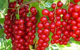 Rybíz červený Detvan 60KM