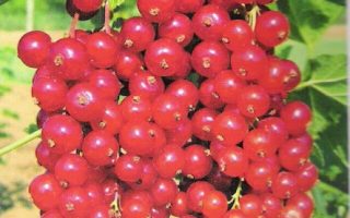 Rybíz červený Losan 60KM