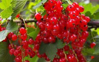 Rybíz červený 'Rovada'