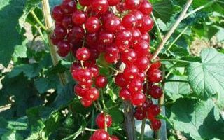 Rybíz červený Red Lake 60KM