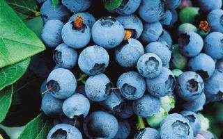 Vaccinium cor. Northland 30–40, K2,5