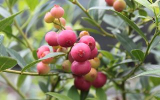 Vaccinium cor. ´Pink Berry´ 20–30 K2,5