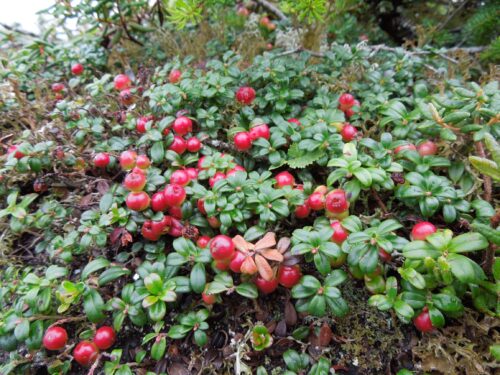 Vaccinium vitis–idaea - Obrázek 1