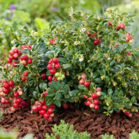 Vaccinium vitis–idaea Koralle 15–20