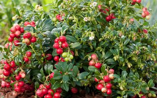 Vaccinium vitis–idaea Koralle 15–20