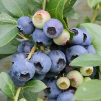 Vaccinium cor. Emblue-velkoplodé