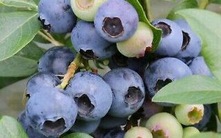 Vaccinium cor. Emblue-velkoplodé