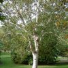 Betula pendula 'Spider Alley' - C7,5l, v. KM 100 cm