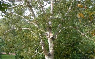 Betula pendula 'Spider Alley'