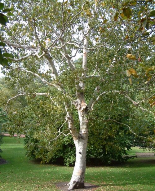 Betula pendula 'Spider Alley' - Obrázek 1