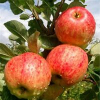 Jabloň 'James Grieve Red'