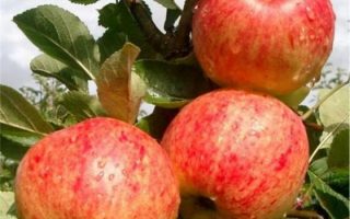 Jabloň 'James Grieve Red'