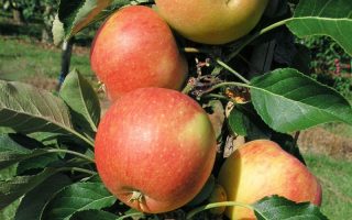 Jabloň 'James Grieve'