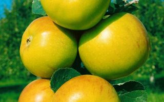 Jabloň Moonlight – sloupovitá M26,  čtvrtkmen, 90 – 120 cm