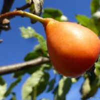 Sorbopyrus auricularis