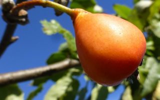 Sorbopyrus auricularis