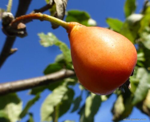 Sorbopyrus auricularis - Obrázek 1