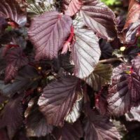Corylus avellana Anny´s Red Dwarf Líska obecná, 90 KM, K 7,5