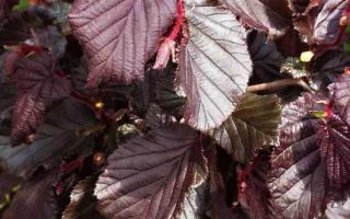Corylus avellana Anny´s Red Dwarf Líska obecná, 90 KM, K 7,5