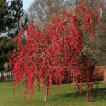 Malus 'Red Sentinel'