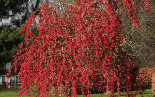 Malus 'Red Sentinel'