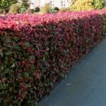 Fagus sylvatica 'Purpurea' - Obrázek 2