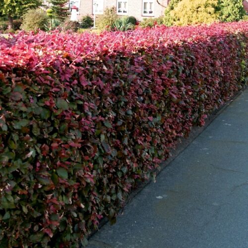 Fagus sylvatica 'Purpurea' - Obrázek 2