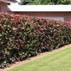 Fagus sylvatica 'Purpurea' - Kontejner 2,5 l, v. 40-60 cm