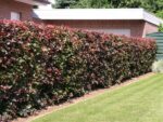 Fagus sylvatica 'Purpurea'