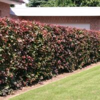Fagus sylvatica 'Purpurea'