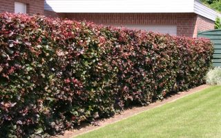 Fagus sylvatica 'Purpurea'